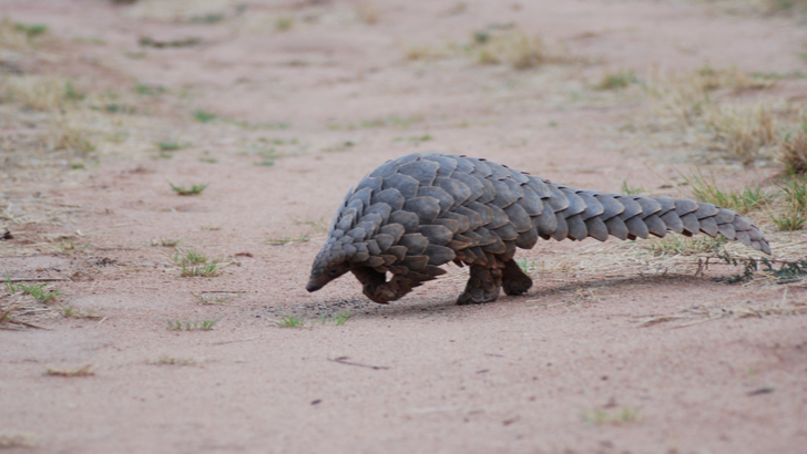 Ce este pangolinul și de ce valorează solzii lui milioane de euro?